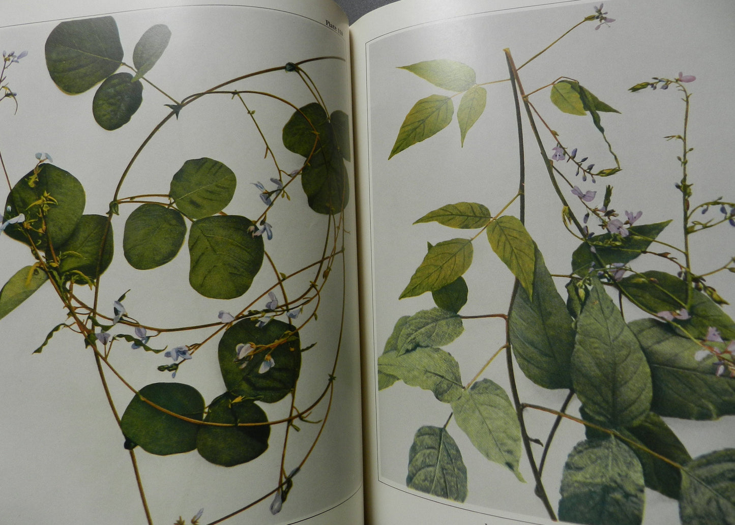 Vintage "Wildflowers"  by House,  1961, Excellent Condition
